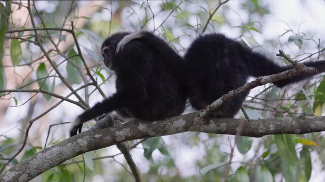 Pair of White-handed gibbons or Lar gibbon (Hylobates lar) buff and black morph grooming each other on tree branch