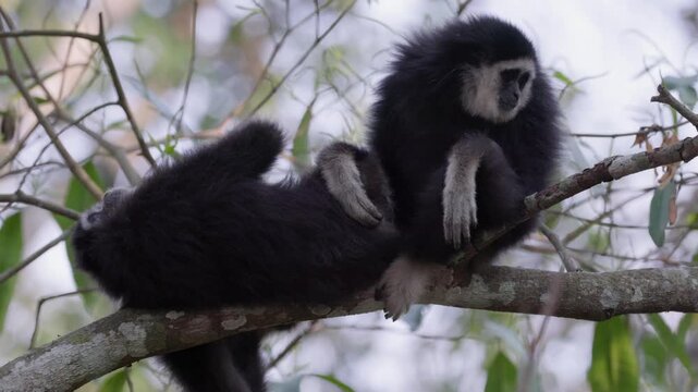 Pair of White-handed gibbons or Lar gibbon (Hylobates lar) buff and black morph grooming each other on tree branch