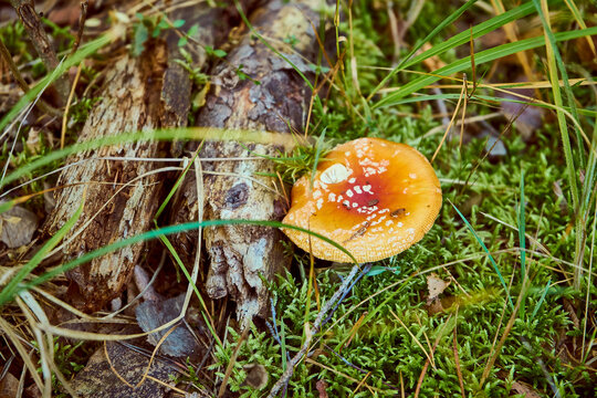 Muchomor czerwony ,Amanita muscaria (L.) Lam.