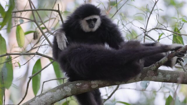 Pair of White-handed gibbons or Lar gibbon (Hylobates lar) buff and black morph grooming each other on tree branch