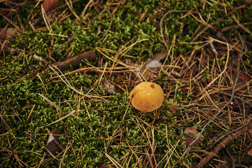 Maślak pstry ,Suillus variegatus (Sw.) Richon & Roze © Marcin Łazarczyk