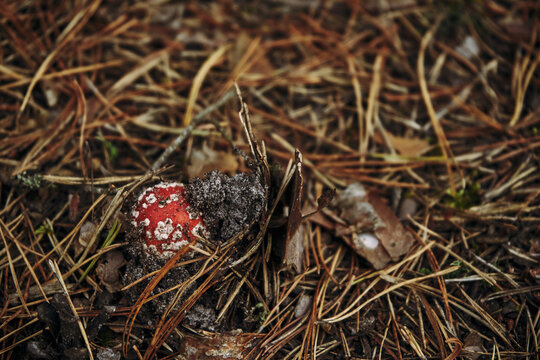Muchomor czerwony ,Amanita muscaria (L.) Lam.