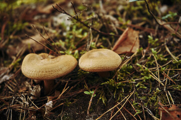 krowiak podwinięty, paxillus involutus (batsch) fr. © Marcin Łazarczyk