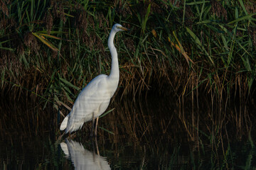 Obraz premium Beautiful Western Great Egret (Ardea alba) standing motionless in shallow water surrounded by tall reeds, with a beautiful reflection on the calm water surface. Wildlife photography capturing the eleg