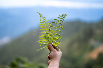 Hand Holding Green Wild Fern Leaves Close-Up with Blurred Mountain Landscape in Background Outdoors    © JORGE DE LEÓN