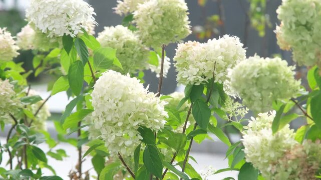 Bush of hydrangea in flower pot on countryside backyard. Flowerbed in garden