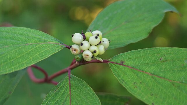 Cluster of white cornus alba berries on a red branch among large green leaves.