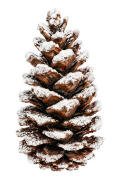 A single pine cone dusted with fresh white snow isolated against a clean white background