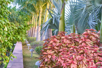 A vibrant tropical garden scene featuring a pathway lined with lush vegetation. In the foreground, a variegated shrub displays striking red and pink leaves with green accents. To the left, a © Andrius
