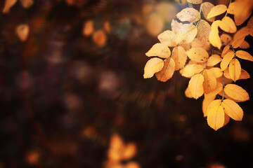 Fototapeta premium Beautiful Nature Autumn landscape. Scenery view on autumn city park with golden yellow foliage in Sunny day. Walking path in the city Park strewn with autumn fallen leaves.