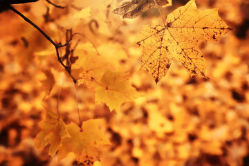 Fototapeta premium Lively closeup of falling autumn leaves with vibrant backlight from the setting sun