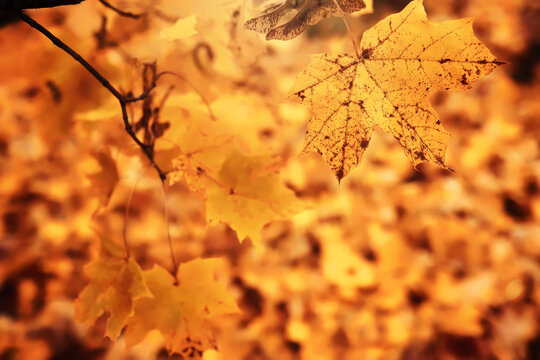 Lively closeup of falling autumn leaves with vibrant backlight from the setting sun