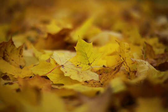 Beautiful autumn landscape with yellow trees and sun. Colorful foliage in the park. Falling leaves natural background
