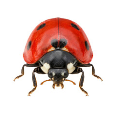 Macro shot of a seven-spotted ladybug isolated on a clean white background for nature design © Sapphire