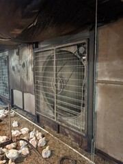 Industrial exhaust fan ventilation system in closed house broiler chicken farm © Aulady 