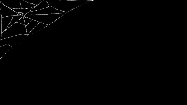 Animation of the appearance of a white web on a black background, dynamic elastic silk thread blast with rapid stretching motion, Stark spider web as it wavers in the breeze.4k video