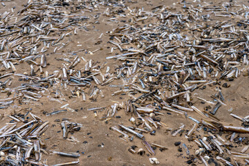 Razor clam shells scattered across wet beach sand © Daniel