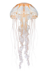 A beautiful Japanese sea nettle jellyfish floating gracefully against a clean white background © Sapphire