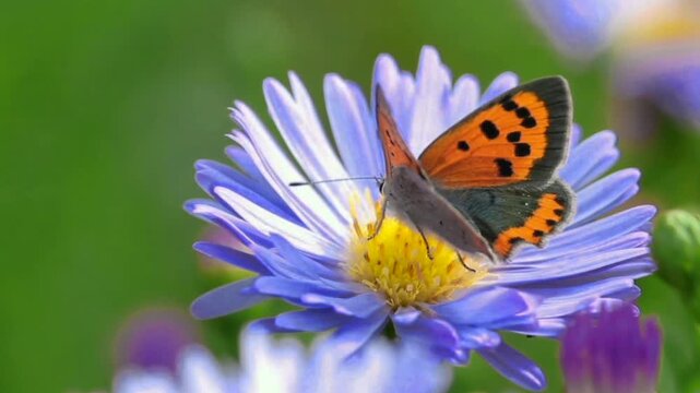 Small copper butterfly resting on a purple aster flower