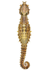 Detailed portrait of a spiny seahorse isolated against a clean white background for design © Sapphire