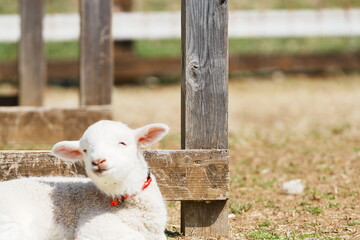 千葉県の春の牧場で伏せたまま正面を向き目を細める赤い首輪の子羊 © nfumi