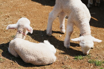 千葉県の春の牧場で地面に伏せる子羊と隣で草を食べるもう1頭の子羊 © nfumi