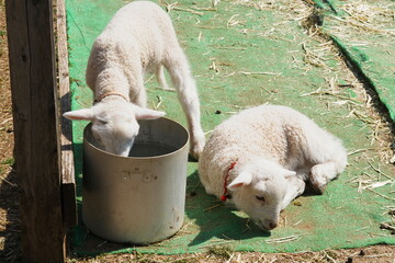 千葉県の春の牧場で金属の容器の水を飲む子羊とそばに伏せる子羊 © nfumi