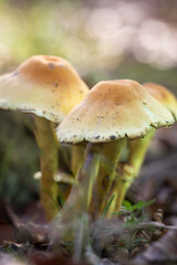 mushroom in the forest © Stephanie Beckers