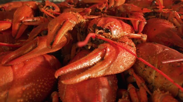 Close up motion of many freshly cooked red crawfish on large plate ready for eating seafood delicacy.