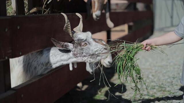 Goat Eating Fresh Grass from a Visitor Hand Through a Wooden Fence