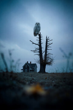 White owl perched on a bare dead tree in front of an old dark house. Vertical photo of a spooky rural landscape at dusk. Mysterious wildlife and abandoned building