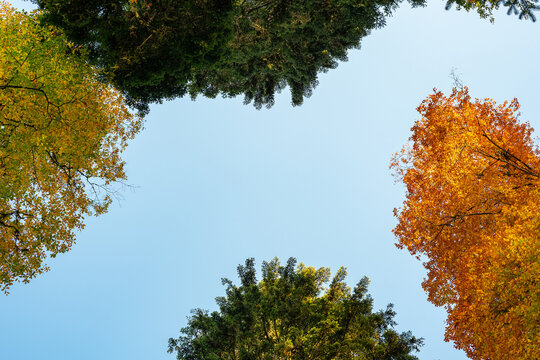 Mountain slope with erosion protection barriers and autumn forest on Rosa Khutor resort in Sochi Russia