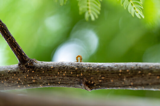 Inchworm making it's way across a tree branch in front of a defocused green background