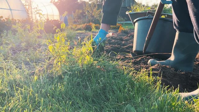 Person wearing gloved hands and rubber boots pulling weeds out of garden soil near a greenhouse at sunset. Concept of gardening, yard work, and farming.