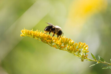 Bee on yellow flower © SarahJeanGreen