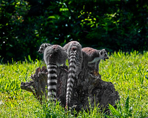 Fototapeta premium Three ring-tailed lemurs on the stump. Latin name - Lemur catta