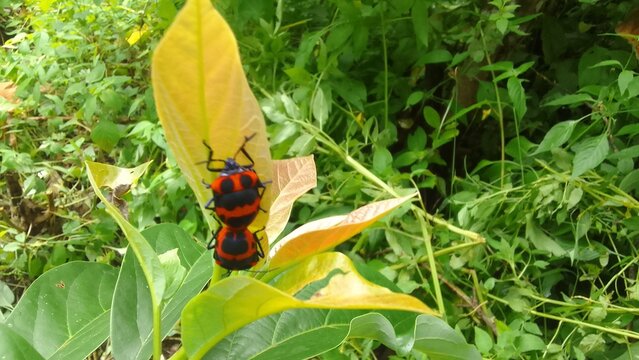 Two Fire Bugs (Pyrrhocoris apterus) Mating on a Green Leaf &ndash; Close-Up Nature Photography