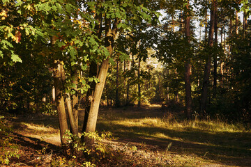 las,polana,jesień © Marcin Łazarczyk