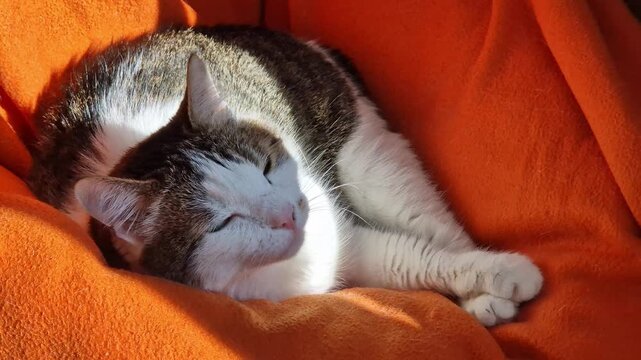 Domestic cat resting on a bright orange blanket. Portrait of a cute pet in a cozy home atmosphere. Cute striped cat close-up on a red blanket. Calm pet. Close-up of a squinted cat's face, animal care