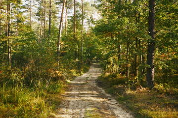 las,leśna droga,jesień  © Marcin Łazarczyk