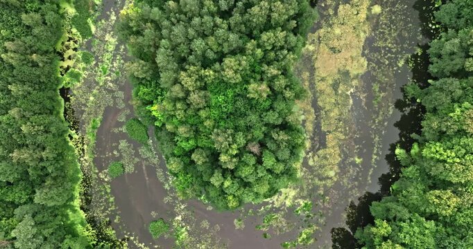 Sinuous river flowing through green woods in Poland, drone shot.