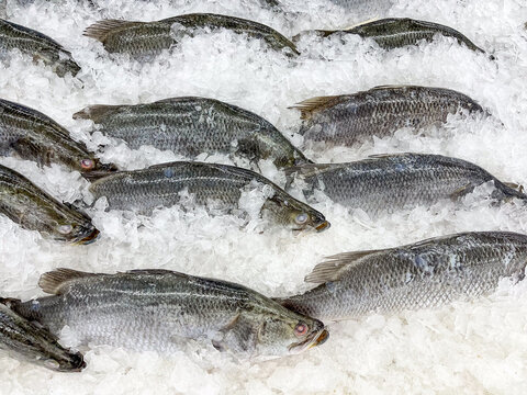 Close up raw of fresh Lates calcarifer fish on ice in super market.Fresh fish freezing on ice with copy space at seafood market or supermarket.