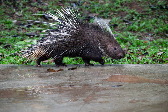 Large porcupine (Malayan Porcupine) on green glass in the forest.Wildlife photography in the nature jungle woods.