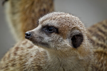 Close Up Profile Portrait of a Meerkat Head © Miro