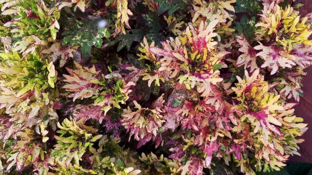Bush of cultivated coleus with multicolored curly strongly dissected leaves