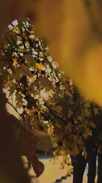 Golden Autumn Tree Leaves Against Sunlit Sky
