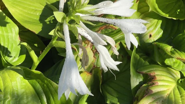 Blooming cultivated hosta with white tubular flowers covered with dew