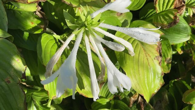Blooming cultivated hosta with white tubular flowers covered with dew