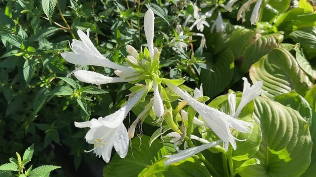 Blooming cultivated hosta with white tubular flowers covered with dew