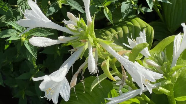 Blooming cultivated hosta with white tubular flowers covered with dew